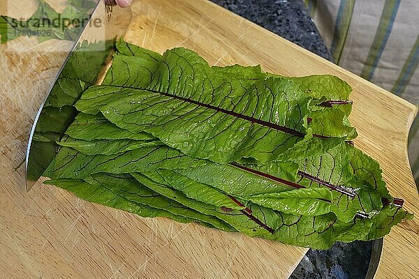 Schwäbische Küche  Zubereitung deftige Krapfen  Blutampfer (Rumex sanguineus) (Rumex sanguineus var. sanguineus)  Sauerampfer auf Holzbrett  schneiden  Küchenmesser  Kräuter  gesund  Kräuterküche  Heilkräuter  Vitamine  Herstellung der Sauerampfer-Creme für Kräpfle mit Sauerampfer  vegetarisch  Traditionsküche  typisch Schwäbisch neu interpretiert  Foodfotografie  Studio  Deutschland  Europa