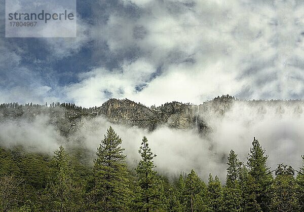 Wald mit Kiefern umgeben von Nebel  bewaldeter Berg mit Nebel  Wald im Winter mit Berg und blauem Himmel  Nebel bedeckt den Wald. Freiburg im Breisgau  Deutschland  Europa