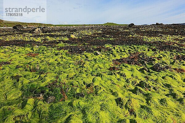 Innere Hebriden  Isle of Skye  Duirinish Halbinsel  Kueste am Coral Beach bei Claigan ueberzogen mit Grünalgen und Braunalgen  Schottland  Großbritannien  Europa