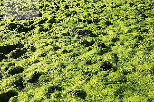 Innere Hebriden  Isle of Skye  Duirinish Halbinsel  am Coral Beach bei Claigan  steiniger Untergrund ueberzogen mit Grünalgen  Schottland  Großbritannien  Europa