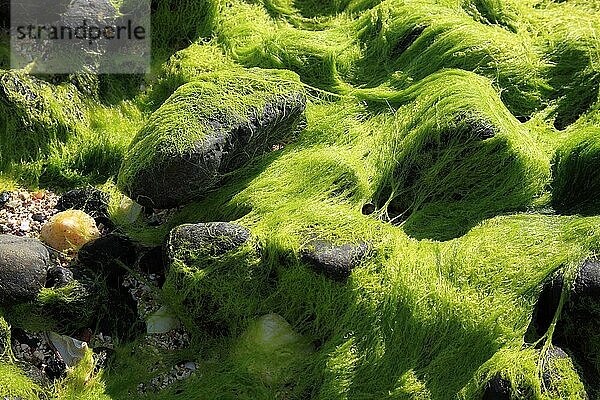 Innere Hebriden  Isle of Skye  Duirinish Halbinsel  steiniger Kuestenabschnitt am Coral Beach bei Claigan ueberzogen mit Grünalgen  Schottland  Großbritannien  Europa