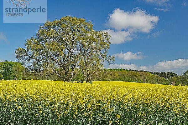 Blühender Rapsfelder und ein einzelner Baum  Mai  Fünen  Dänemark  Europa