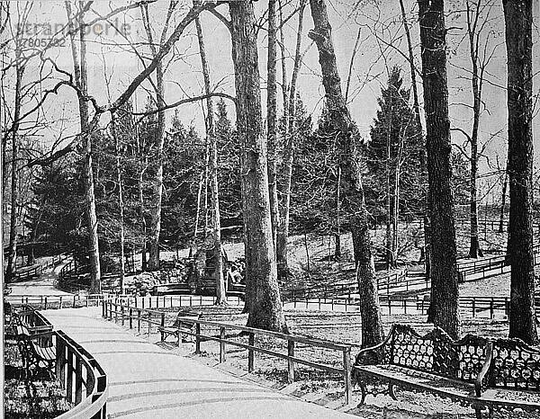 Große Bäume im Druid Hill Park in Baltimore im Bundesstaat Maryland  ca 1880  Amerika  Historisch  digital restaurierte Reproduktion einer Fotovorlage aus dem 19. Jahrhundert