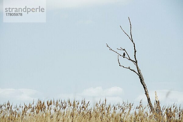 Vogel sitzt alten Baum Wiese. Podkarpackie. Polen