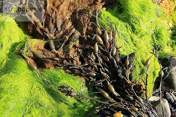 Innere Hebriden  Isle of Skye  Duirinish Halbinsel  steiniger Kuestenabschnitt am Coral Beach bei Claigan ueberzogen mit Grünalgen und Braunalgen  Schottland  Großbritannien  Europa