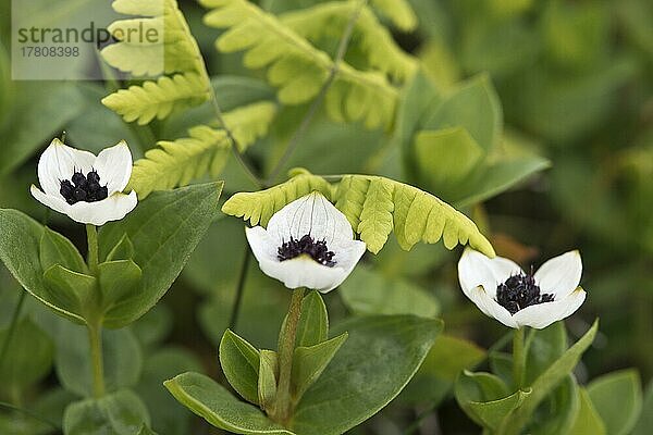 Schwedischer Hartriegel (Cornus suecica)  Kvaloya  Norwegen  Europa