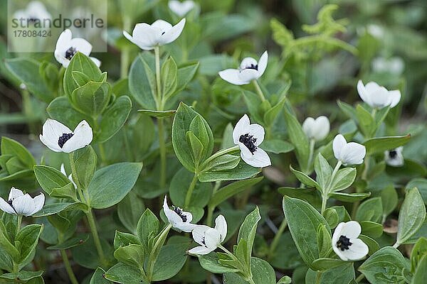 Schwedischer Hartriegel (Cornus suecica)  Kvaloya  Norwegen  Europa