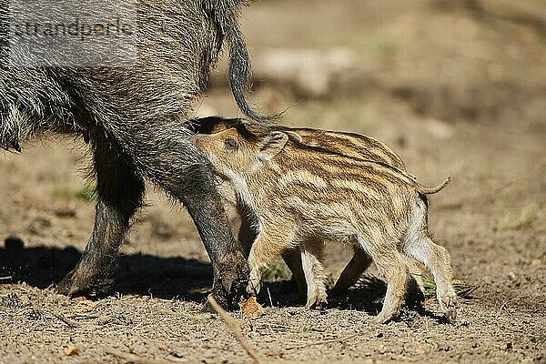 Frischling  Wildschwein (Sus scrofa) in einem Wald  Bayern  Deutschland  Europa