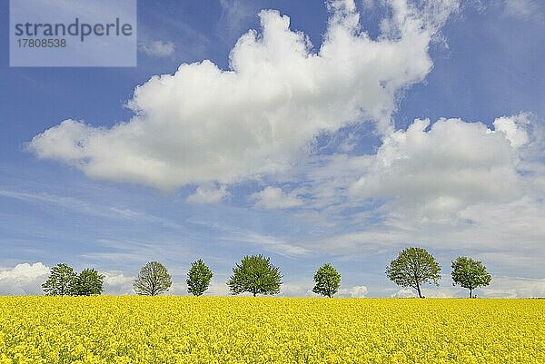 Laubbäume  Baumreihe an einem blühenden Rapsfeld (Brassica napus)  blauer Wolkenhimmel  Nordrhein-Westfalen  Deutschland  Europa