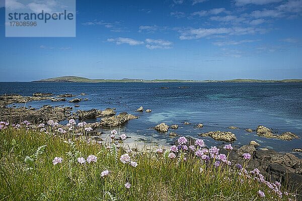 Küstenszene mit Blick auf die Insel Papa Stour  West Mainland  Shetland Inseln  Schottland  Großbritannien  Europa