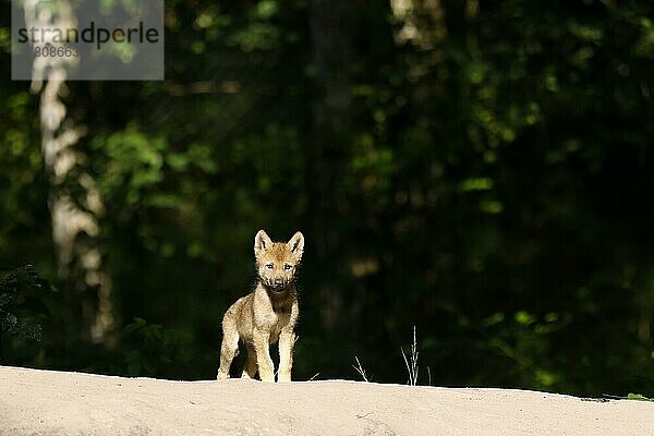 Europäischer Wolf (Canis lupus)  Welpe steht auf einem Hügel  captive