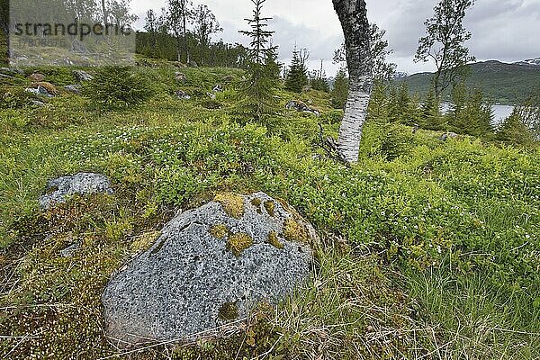 Schwedischer Hartriegel (Cornus suecica)  Kvaloya  Norwegen  Europa