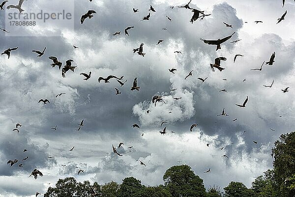 Schwarm Rotmilane (Milvus milvus) auf Nahrungssuche  fliegende Silhouetten vor dramatischem Wolkenhimmel  bedrohliche Atmosphäre  Gegenlicht  Wales  Großbritannien  Europa