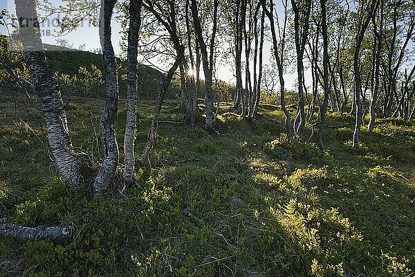 Morgenlicht im Birkenwald  Kvaloya  Norwegen  Europa
