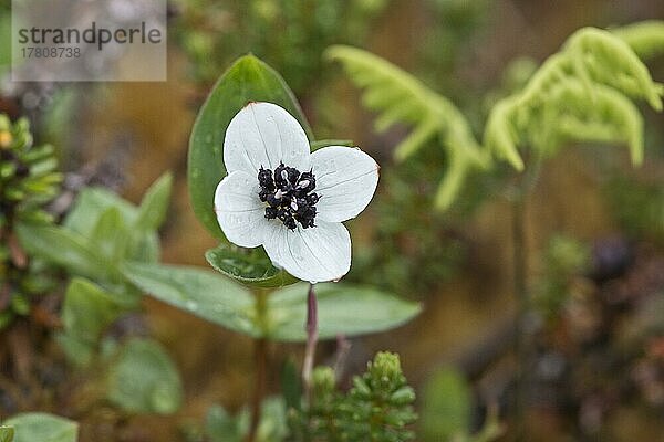 Schwedischer Hartriegel (Cornus suecica)  Kvaloya  Norwegen  Europa