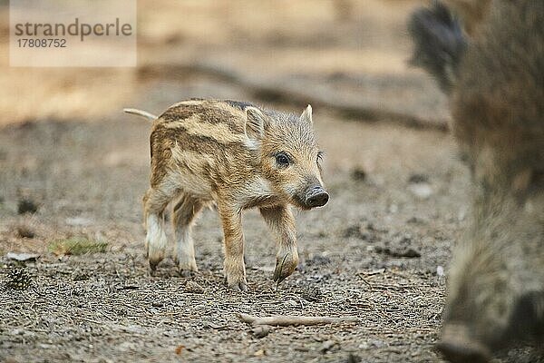 Frischling  Wildschwein (Sus scrofa) in einem Wald  Bayern  Deutschland  Europa