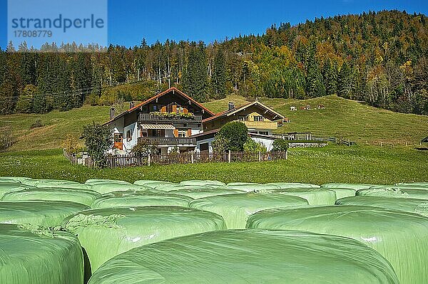 Grüne Heu-Siloballen und Ferienhäuser  herbstlicher Mischwald  Jachenau  Bayern  Deutschland  Europa