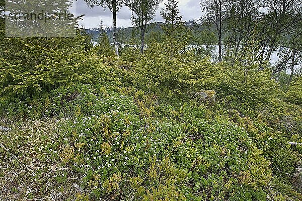 Schwedischer Hartriegel (Cornus suecica)  Kvaloya  Norwegen  Europa