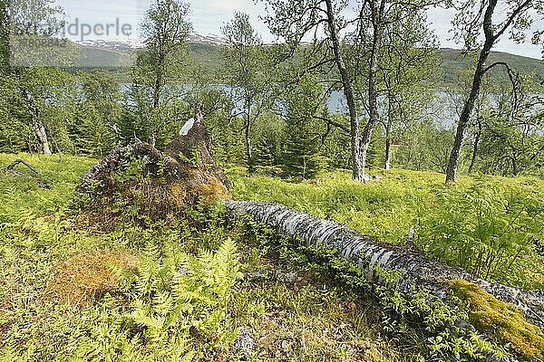 Birkenwald (Betula pendula)  Kvaloya  Norwegen  Europa