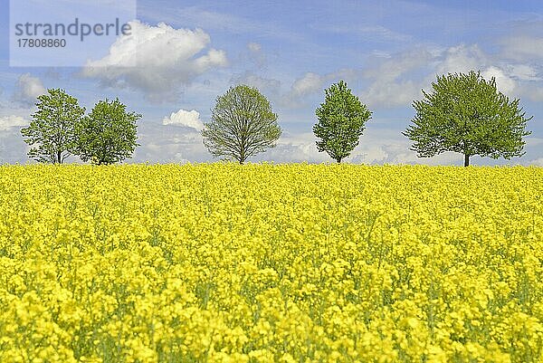 Laubbäume  Baumreihe an einem blühenden Rapsfeld (Brassica napus)  blauer Wolkenhimmel  Nordrhein-Westfalen  Deutschland  Europa