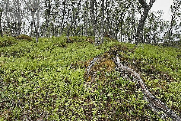 Birkenwald (Betula pendula)  Kvaloya  Norwegen  Europa