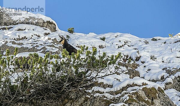 Gämse (Rupicapra rupicapra) im Winter  Ammergauer Alpen  Bayern  Deutschland  Europa