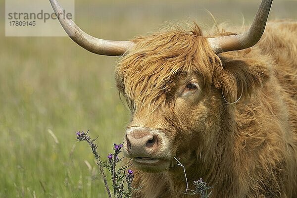 Hochlandrind (Bos taurus) erwachsenes Tier Kopfporträt  Norfolk  England  Großbritannien  Europa