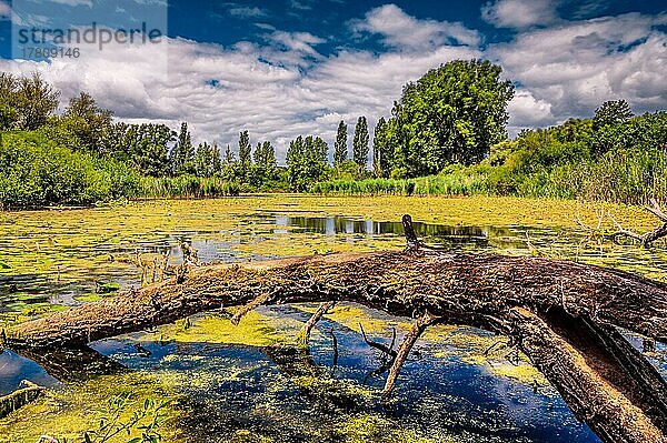 Langzeitbelichtung von einem kleinen See mit umgefallenen Bäumen und Wasserpflanzen bei blauen Himmel und wenigen Wolken  Laatzen  Niedersachsen  Deutschland  Europa