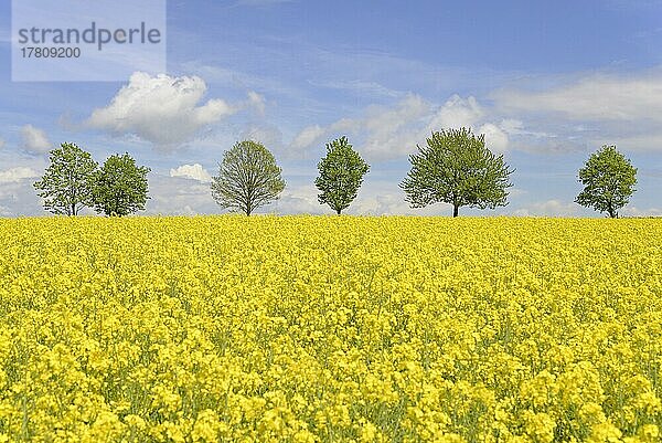 Laubbäume  Baumreihe an einem blühenden Rapsfeld (Brassica napus)  blauer Wolkenhimmel  Nordrhein-Westfalen  Deutschland  Europa