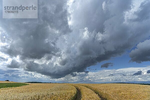 Regenwolken (Nimbostratus) über einem reifen Gerstenfeld (Hordeum vulgare)  Rhena  Mecklenburg-Vorpommern  Deutschland  Europa