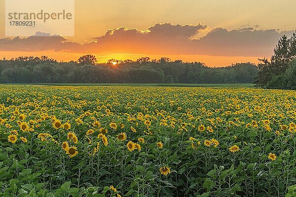 Sonnenblumen (Helianthus annuus) bei Sonnenuntergang Elsass  Frankreich  Europa