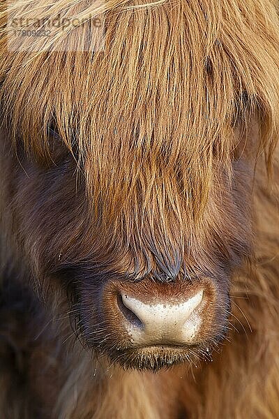 Hochlandrind (Bos taurus) erwachsenes Tier Kopfporträt  Suffolk  England  Großbritannien  Europa