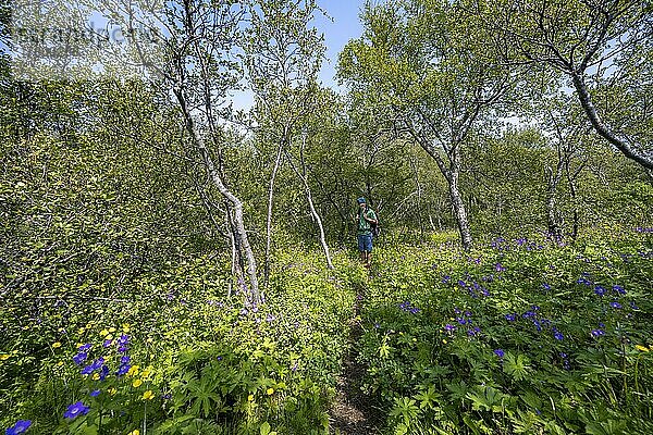 Wanderer auf Wanderweg im Wald mit kleinen Birken und Blumenwiese  am Bergkamm des Tindfjöll  wilde Natur  Isländisches Hochland  Þórsmörk  Suðurland  Island  Europa