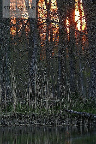 Sonnenuntergang im Erlenbruchwald  Naturpark Flusslandschaft Peenetal  Mecklenburg-Vorpommern  Deutschland  Europa