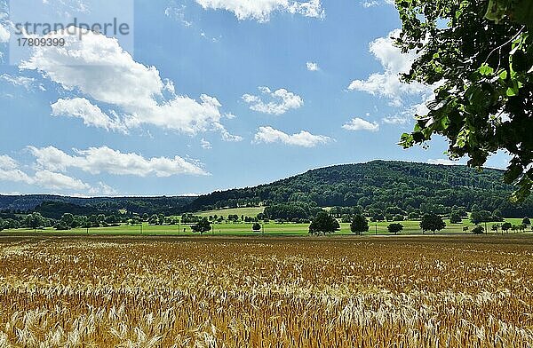 Oberlausitzer Sommerlandschaft  Oberlausitz  Sachsen  Deutschland  Europa