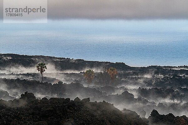 Lavastrom mit Palmen  Vulkan Tajogaite vom Ausbruch 2021  Insel La Palma  Kanarische Inseln  Spanien  Europa