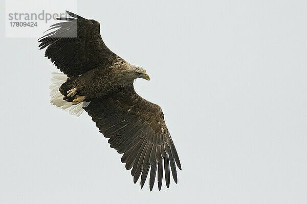 Seeadler (Haliaeetus albicilla)  Lofoten  Norwegen  Europa