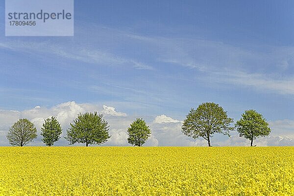 Laubbäume  Baumreihe an einem blühenden Rapsfeld (Brassica napus)  blauer Wolkenhimmel  Nordrhein-Westfalen  Deutschland  Europa