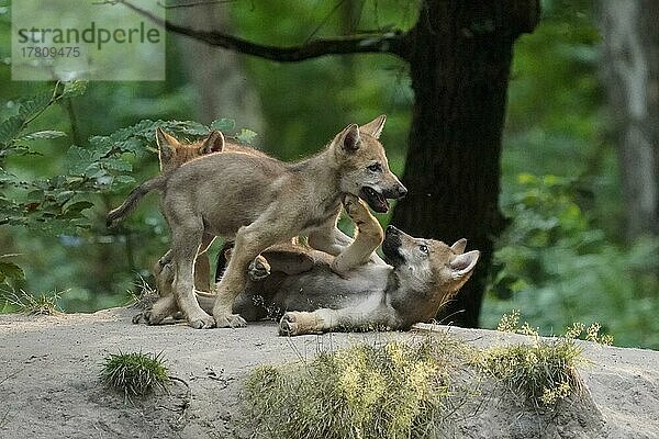 Europäischer Wolf (Canis lupus) Welpen beim spielen  captive