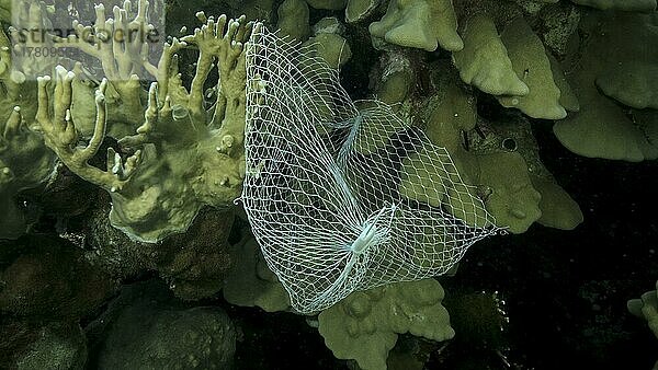 Weggeworfene Küche Kunststoff Lagerung Netz Einkaufen hängen unten von Korallenriff. Plastikverschmutzung des Ozeans. Plastiknetzbeutel hängt an einem schönen Korallenriff. Rotes Meer  Ägypten  Afrika