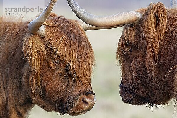 Hochlandrind (Bos taurus)  zwei erwachsene Tiere begrüßen sich  Suffolk  England  Großbritannien  Europa