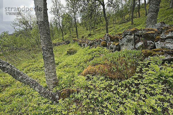 Birkenwald (Betula pendula)  Kvaloya  Norwegen  Europa