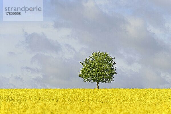 Ahorn (Acer)  Solitärbaum an einem blühenden Rapsfeld (Brassica napus)  Nordrhein-Westfalen  Deutschland  Europa