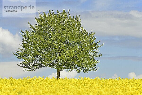 Solitärbaum  Kirsche (Prunus) an einem blühenden Rapsfeld (Brassica napus)  blauer Wolkenhimmel  Nordrhein-Westfalen  Deutschland  Europa