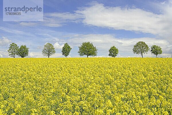 Laubbäume  Baumreihe an einem blühenden Rapsfeld (Brassica napus)  blauer Wolkenhimmel  Nordrhein-Westfalen  Deutschland  Europa