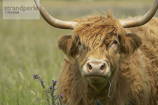 Hochlandrind (Bos taurus) erwachsenes Tier Kopfporträt  Norfolk  England  Großbritannien  Europa