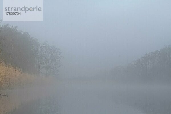 Morgennebel über dem Fluss Peene  Naturpark Flusslandschaft Peenetal  Mecklenburg-Vorpommern  Deutschland  Europa