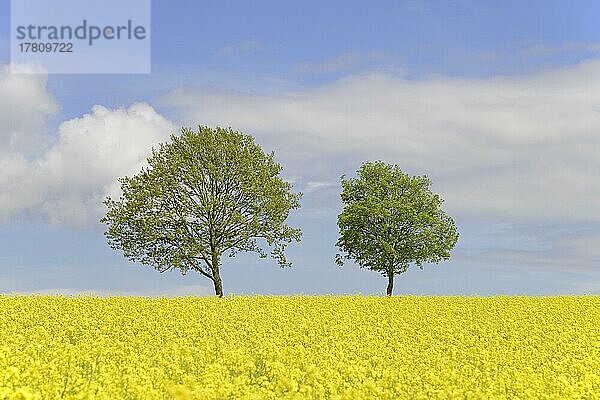 Laubbäume an einem blühenden Rapsfeld (Brassica napus)  blauer Wolkenhimmel  Nordrhein-Westfalen  Deutschland  Europa