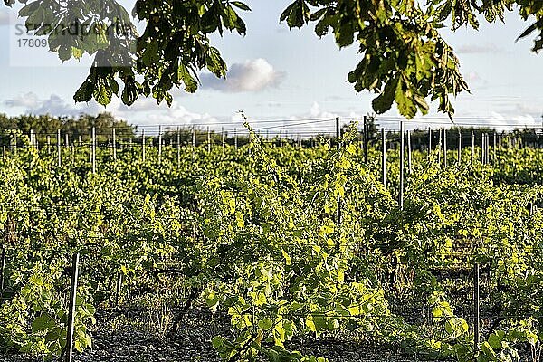 Weinreben  Weinanbau an der Ostsee  Insel Gotland  Schweden  Europa