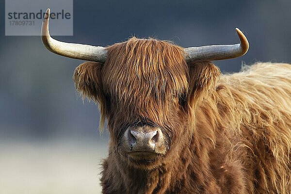 Hochlandrind (Bos taurus) erwachsenes Tier Kopfporträt  Suffolk  England  Großbritannien  Europa